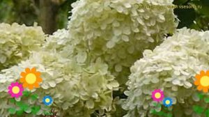 Гортензия метельчатая Селекшн. Краткий обзор, описание характеристик hydrangea paniculata Selection