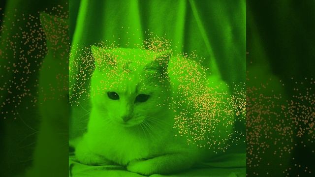 Моменты (Спокойные Кошки)