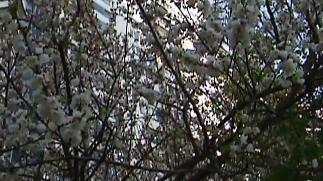 Абрикосовое дерево смотреть онлайн