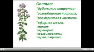 Душица обыкновенная Полезные свойства и противопоказания