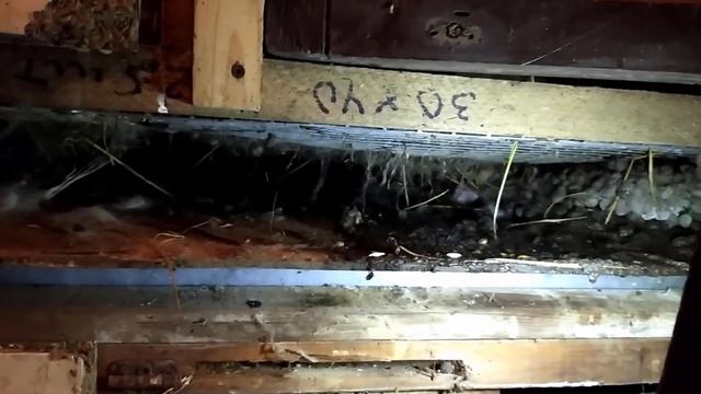 Двух ярусные клетки и скат между клетками смотреть онлайн