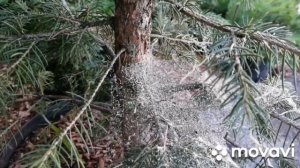 Паутинный КЛЕЩ на ХВОЙНЫХ. Как бороться с клещом на хвойниках опыт и советы Евгении