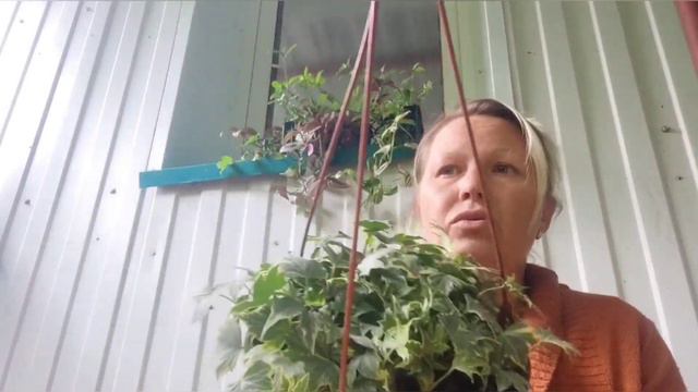 поговорим... обзор цветов на рынке. 🤗 смотреть онлайн