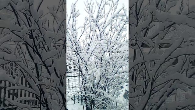 О чудо! К нам пришла зима! смотреть онлайн
