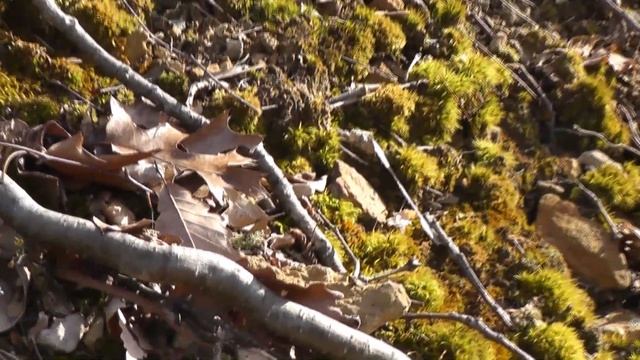 Sample Shots From My Panasonic HDC-SD80 Video Camera смотреть онлайн