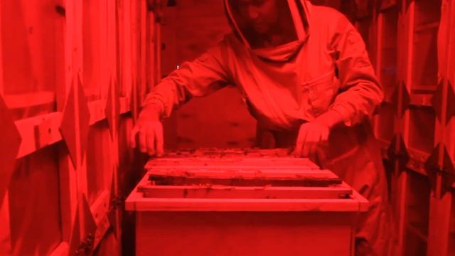 МИФЫ ПРО КРАСНУЮ ЛАМПУ У ПЧЁЛ смотреть онлайн