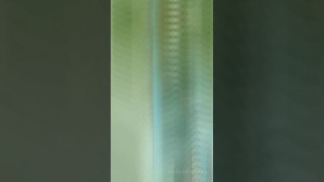 #anime #anime #vanica #noelle #nero #rolopechika #blackclover #ваника #неро #ролопечика #ноэль