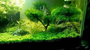 Нужны ли креветки в аквариуме?
