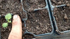 Выращивание ежевики из семян часть-2