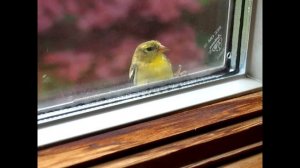 Народные приметы про синицу