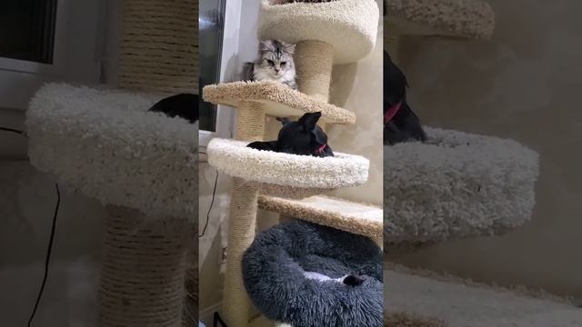 Кошка мейн-кун 3+ года и чихуахуа дир смотреть онлайн