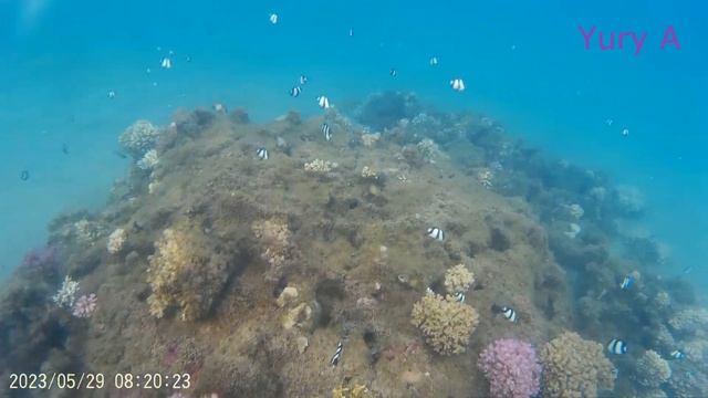 Египет SETI SHARM RESORT 4  Под ВОДОЙ Июнь 2023