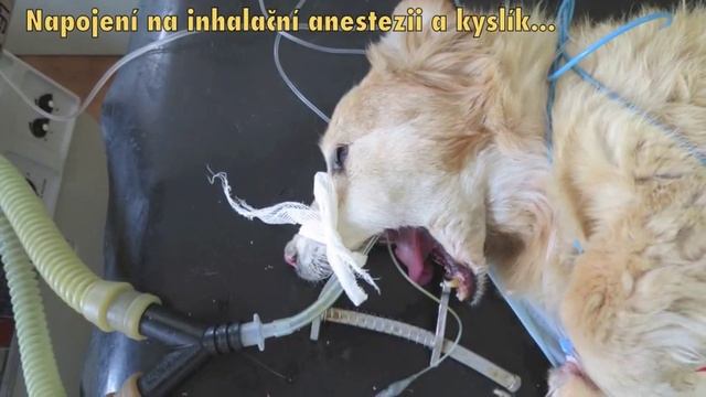 Pes sražený autem смотреть онлайн