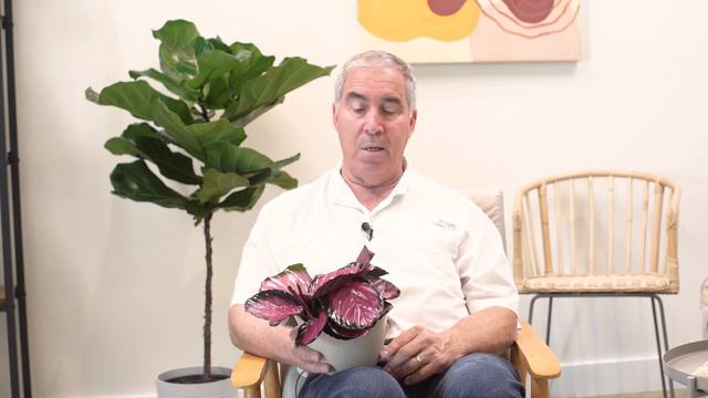 Plant Hunter Stories - Calathea Pink Star | Costa Farms Trending Tropicals смотреть онлайн