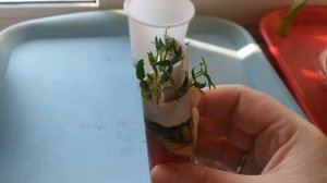 ПЕРЕЦ: СЕЕМ ПЕРЕЦ В САМОКРУТКУ/Перец от посева до пикировки/Эксперимент/Лук-порей