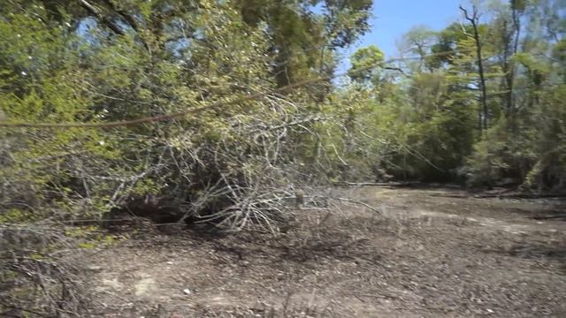 What is a Fossa | Madagascar смотреть онлайн