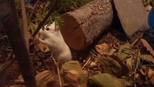 ep.1) 1st month - Truly naturalistic hamster TERRARIUM cage change (no wood bedding) смотреть онлайн