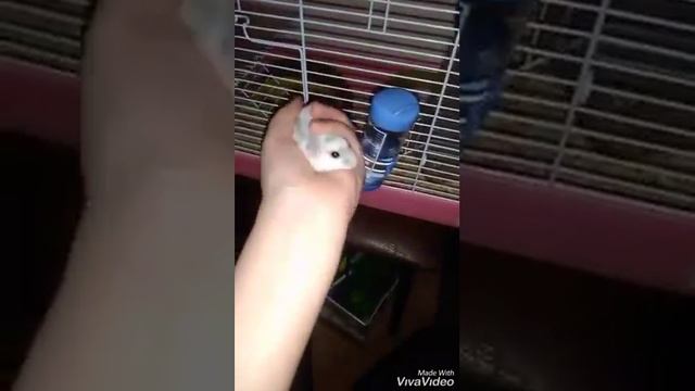 Можно ли мыть хомяка?? смотреть онлайн