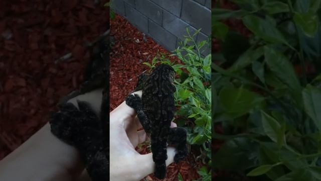 Гигантский Геккон Бананоед #shorts #gecko #рептилии #reptiles #lizard смотреть онлайн