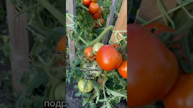 Какие помидоры понравились вам? #дача #участок #дом #урожай #сад смотреть онлайн