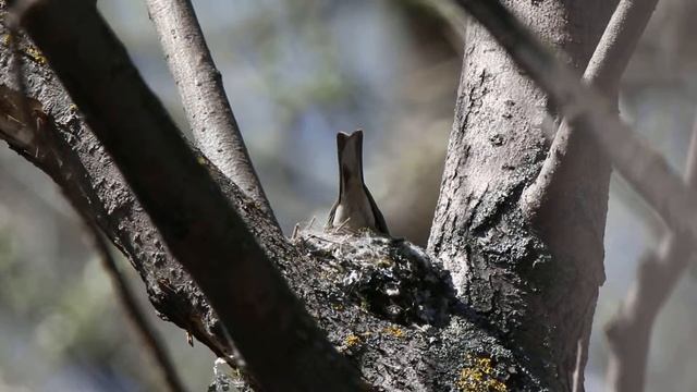 Зяблик 160417 1 Самка строит гнездо Дроздятня 4 смотреть онлайн