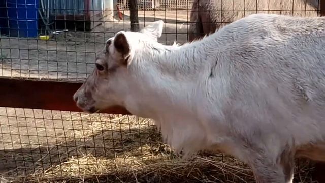 КАК ВЫГЛЯДИТ ОЛЕНЬ БЕЗ РОГОВ (северный). 8965-380-13-11Москва смотреть онлайн