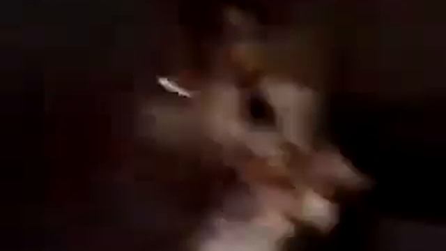 Сон беллы смотреть онлайн