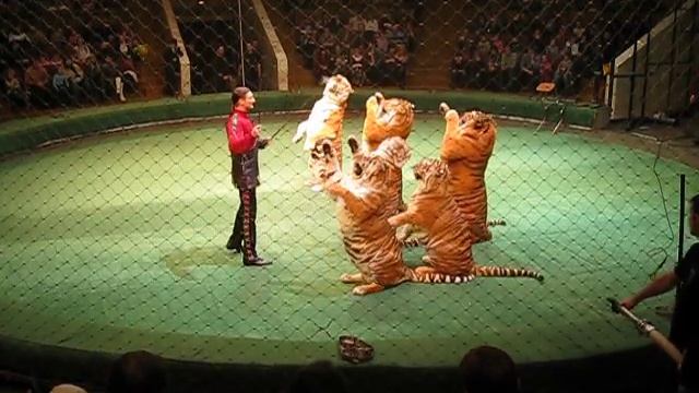 Шоу братьев Запашных. Тигры в цирке. Цирк братьев запашных смотреть онлайн