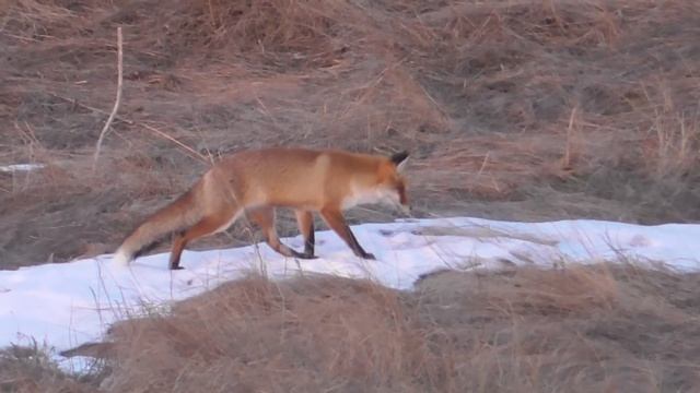 Лиса причуяла Зайца и крадётся! смотреть онлайн