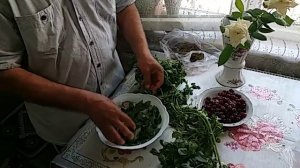 ПОРТУЛАК ДЛЯ ЧЕБУРЕКОВ И ПЛОДОНОЖКИ ВИШНИ СУШЕНЫЕ !ВСЕ ДЛЯ ЗДОРОВЬЯ