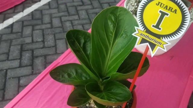KONTES TANAMAN HIAS AGLAONEMA ANTHURIUM AROID ANGGREK - PUSPA SEMERU 2021 KABUPATEN LUMAJANG смотреть онлайн