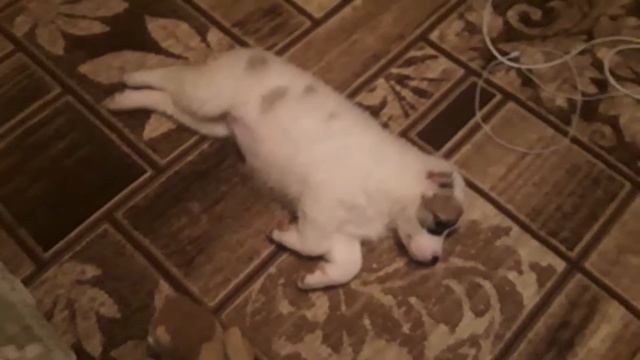 Моя собака алабай имя Ася смотреть онлайн