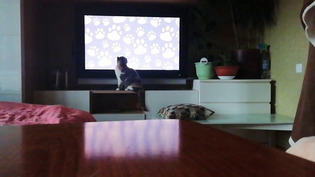 Игры кошек смотреть онлайн