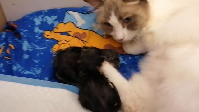 Роды у кошки Часть2, рождение котят. смотреть онлайн