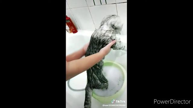 Видео про животных из тик тока #2 | TikTok | МАКС ТУТ смотреть онлайн