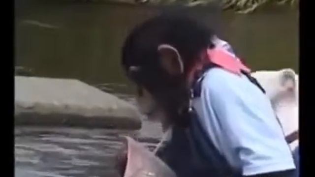Смешное видео про обезьяну и собаку