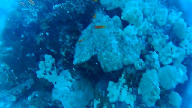 Schnorcheln und Apnoe in der Soma Bay смотреть онлайн