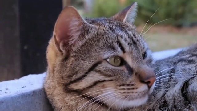 я просто хотел сделать эдит с котом 2 смотреть онлайн