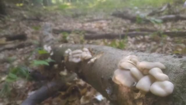 Bukovača (Pleurotus ostreatus) - Oyster mushroom смотреть онлайн