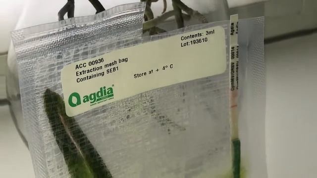 Virus-tests on my plants/orchids.. Орхидеи. Проверка на вирус орхидей ч. 2, Время счастья))! смотреть онлайн