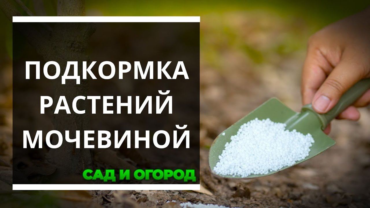 Как правильно подкармливать растения мочевиной
