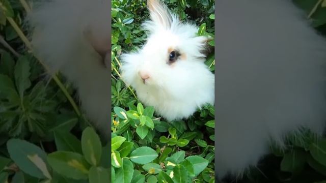 Rabbit Hare Bush Animal Nature.shorts.Кролик Заяц Куст Животное Природа. смотреть онлайн