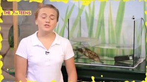 Как ухаживать за черепахами в домашних условиях?||The7thTeens