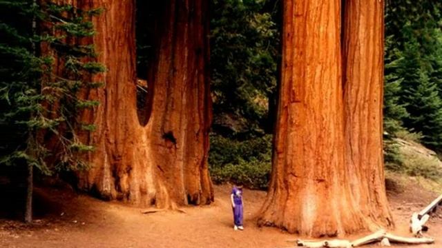 SEQUOIA NATIONAL PARK - CALIFORNIA смотреть онлайн