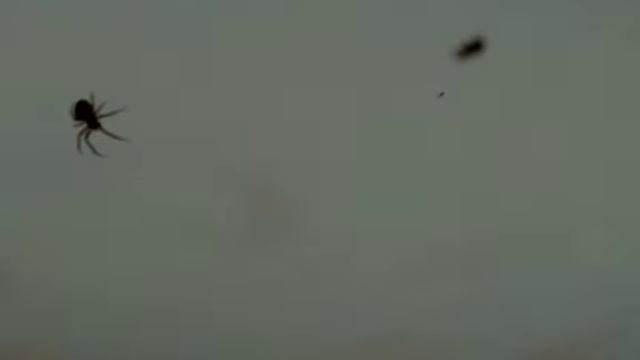 Raspberry Pi Camera module timelapse Spiderman смотреть онлайн