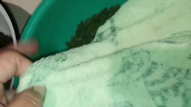 Ферментация листьев малины и мяты смотреть онлайн