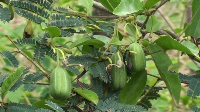 Aristolochia indica : Endangered and rare medicinal plant смотреть онлайн