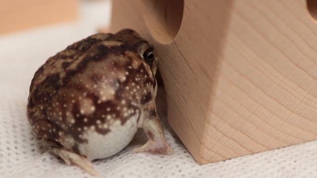 Yawning Round Frog. смотреть онлайн