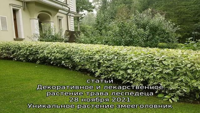 Живая изгородь (видео) смотреть онлайн