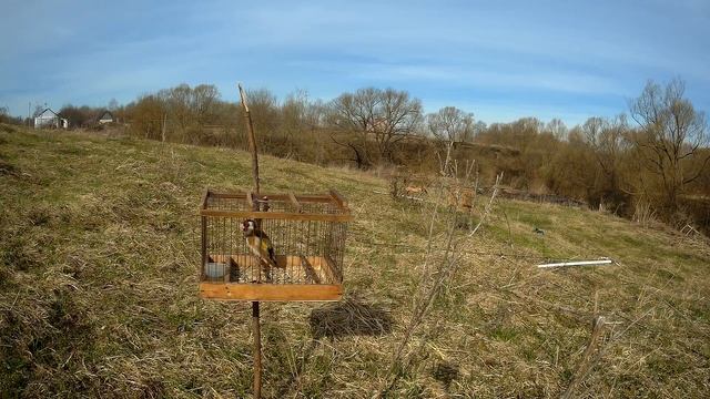 пение щегла на природе( cantando pintassilgo)الغناء الحسون смотреть онлайн